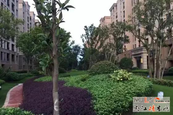 雨后,金科廊橋水岸成吳江一道美麗風(fēng)景線