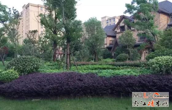 雨后,金科廊橋水岸成吳江一道美麗風(fēng)景線